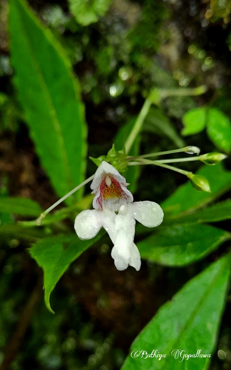 Impatiens leucantha Thwaites